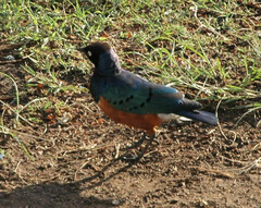 Lamprotornis superbus