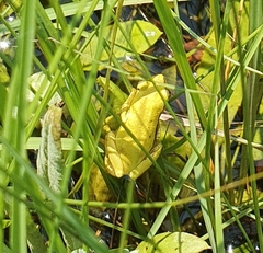 Afrixalus spinifrons