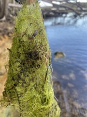 Charophyta
