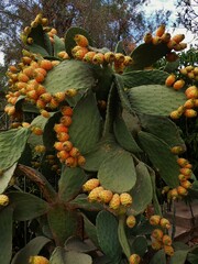 Opuntia ficus-indica