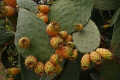 Opuntia ficus-indica