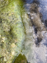Charophyta