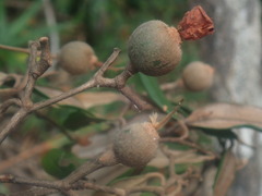 Sarcolaena oblongifolia