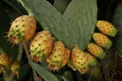 Opuntia ficus-indica