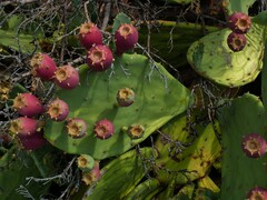 Opuntia anahuacensis