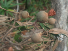 Sarcolaena oblongifolia