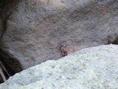 Parasesarma erythodactylum