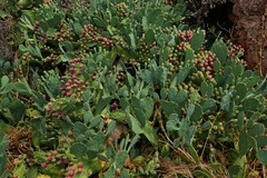 Opuntia anahuacensis