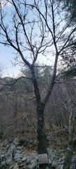 Fraxinus chinensis