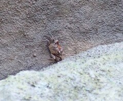 Parasesarma erythodactylum