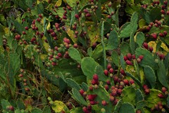 Opuntia anahuacensis