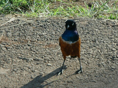 Lamprotornis superbus