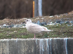 Larus glaucoides kumlieni