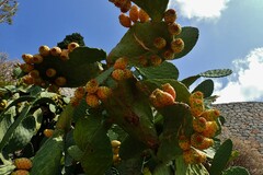 Opuntia ficus-indica