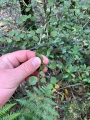Melicytus micranthus