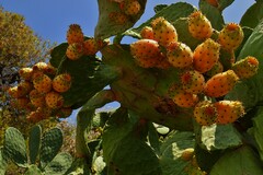Opuntia ficus-indica