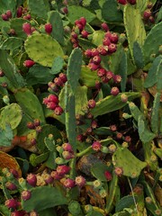 Opuntia anahuacensis
