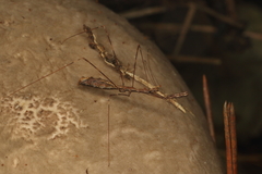 Ploiaria antipodum