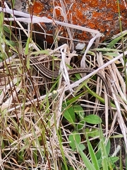 Oligosoma
