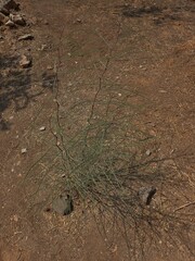 Parkinsonia aculeata