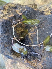 Zosteraceae