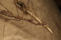 Ploiaria antipodum