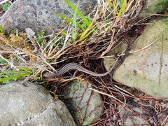 Oligosoma