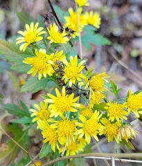 Chrysanthemum indicum