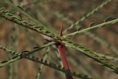 Parkinsonia aculeata