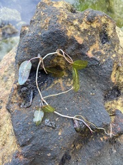 Zosteraceae