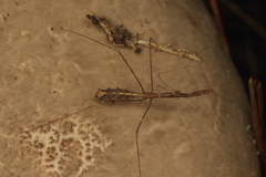 Ploiaria antipodum