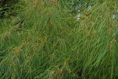 Parkinsonia aculeata