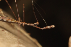 Ploiaria antipodum