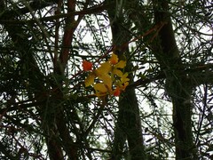 Parkinsonia aculeata