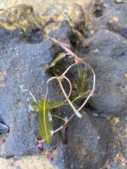 Zosteraceae