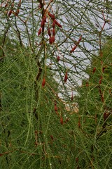 Parkinsonia aculeata