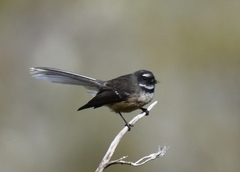 Rhipidura fuliginosa fuliginosa