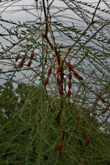 Parkinsonia aculeata