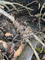 Zostera muelleri