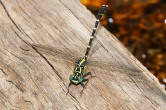 Hemigomphus heteroclytus