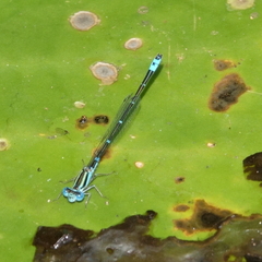 Austroagrion watsoni