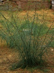 Parkinsonia aculeata