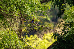 Halcyon leucocephala