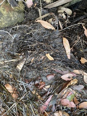 Zostera muelleri