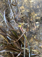 Zostera muelleri