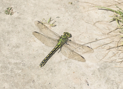 Ophiogomphus cecilia