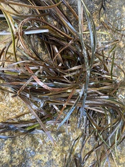 Zostera muelleri