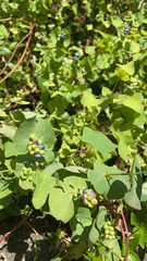 Persicaria perfoliata