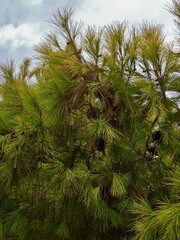 Pinus halepensis