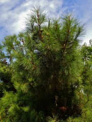 Pinus halepensis